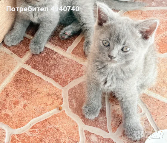 британски котки, снимка 2 - Британска късокосместа - 55963541