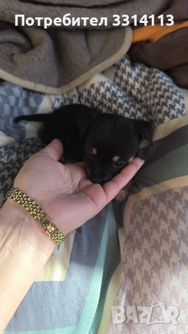 чихуахуа , снимка 4 - Чихуахуа - 52954778