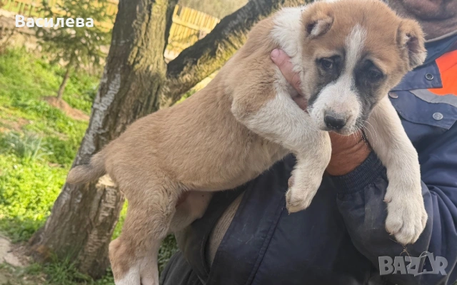 Алабай, снимка 8 - Алабай - 54183559