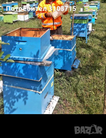 Презимували пчелни семейства дадан блат, снимка 2 - За пчели - 44280532