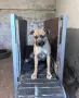 Питбул! Питбули! , снимка 6