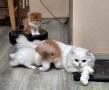 Персийски котета, снимка 12
