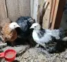 Продавам  мини кохин, снимка 1