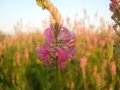 Семена от Еспарзета – медоносно растение за пчелите разсад семена пчеларски растения силно медоносно, снимка 1