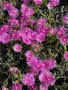 Delosperma cooperi – Делосперма Купера, снимка 2