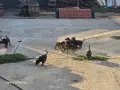 6женски доберманчета търсят нов дом, снимка 5