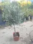лавровишна  2.50, снимка 3