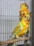продавам поини папагали 2025 г, снимка 3