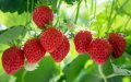Горска ягода - Дива ягода  Сорт горски рюген, снимка 1
