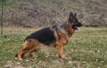 Немски Овчарски Кучета Доставка, снимка 5