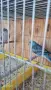 Продавам пойни папагали , снимка 6