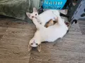 Братче и сестриче търсят любящ дом!, снимка 1