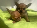 Чихуахуа кученца , снимка 2