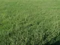 люцерна, ечимичена и овесена слама със зърно , снимка 3