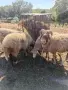 Продавам коза и овце, снимка 10