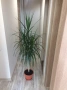 Хлорофитум, Драцена, снимка 5
