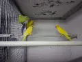 Малки Александри, снимка 7