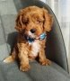 Cavapoo/Mini poodle , снимка 1