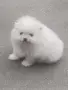 померан момченце, снимка 1