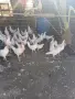  Легхорн ярки и петли , снимка 3