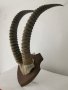 Уникален трофей  рога   антилопа Сейбъл. , снимка 13