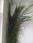 финикова канадска палма, снимка 2
