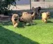 Кавказка овчарка, снимка 2