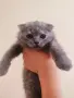 Прекрасни Шотландски Клепоухи котенца (Scottish Fold), снимка 5