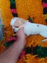 Продавам женско мини чихуахуа, снимка 2