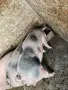 домашни прасета , снимка 3