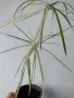 Циперус, водна палма, cyperus variegata, снимка 1