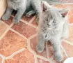 британски котки, снимка 2
