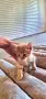 Продавам сибирски котенца , снимка 5