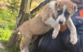 Алабай, снимка 8