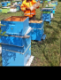 Презимували пчелни семейства дадан блат, снимка 2