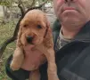 Кокер Шпаньол.. , снимка 3