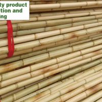 100 броя бамбукови семена от декоративен бамбук Moso Bamboo зелен МОСО БАМБО за декорация и украса b, снимка 18 - Сортови семена и луковици - 37711514