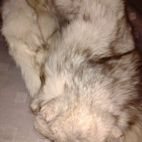  Шал яка от полярна бяла лисица , снимка 6 - Шапки - 19116831
