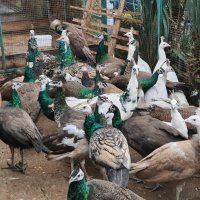 Ферма за пауни,Бургас - продава пауни 