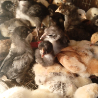 3,00лв - пиленца и разплодни яйца -0,90лв./бр.за люпене, снимка 1 - Кокошки и пуйки - 44184844