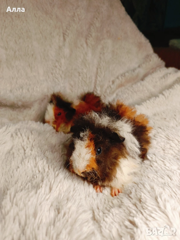 В наличност едно морско свинчето альпако, снимка 1