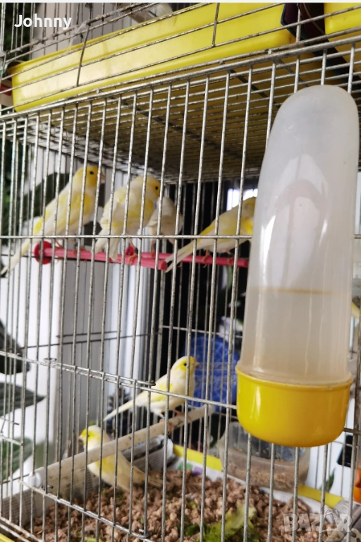 млади канари, снимка 1