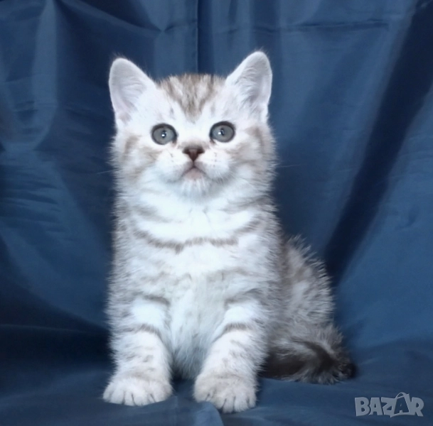 Сребърна чинчила, снимка 1