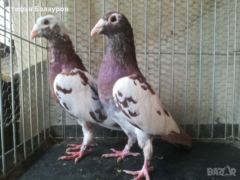 Гълъби 100% Мюлеманс червени. , снимка 1