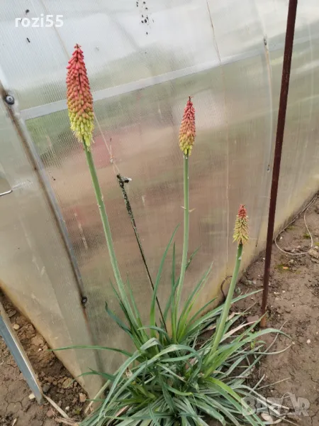 Книфофия, снимка 1