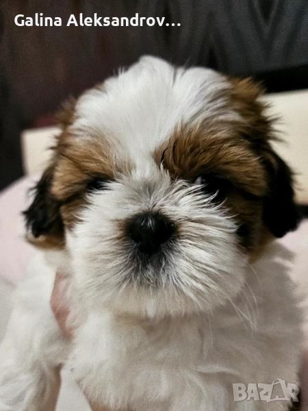 Ши Тцу , снимка 1