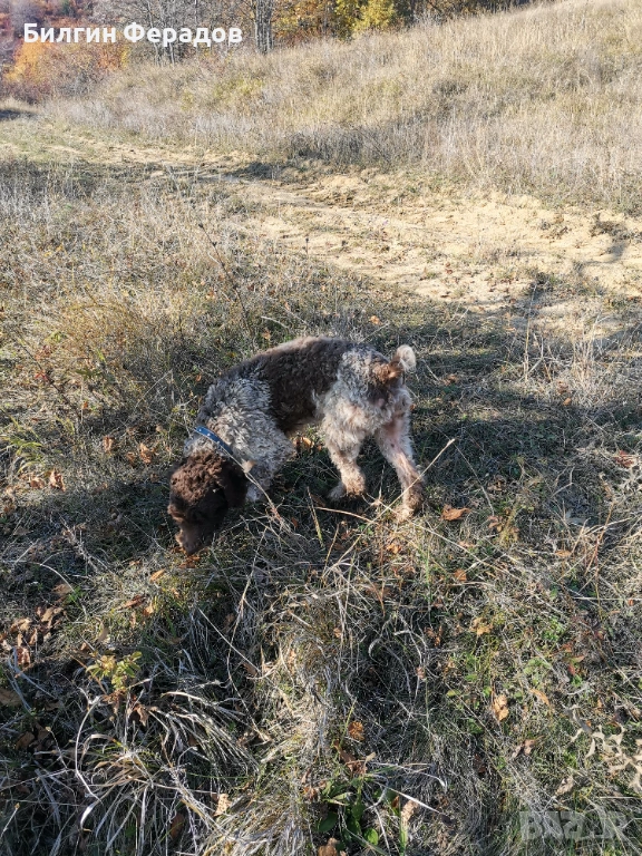 Лагото романьоло , снимка 1