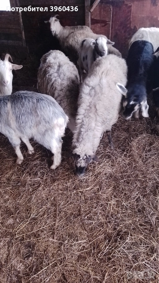 продавам овце , снимка 1