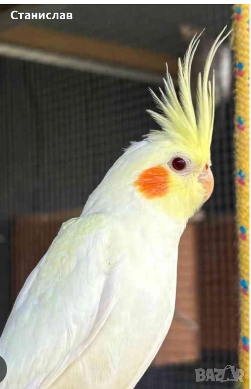 продавам папагали и маслини,финки, снимка 1