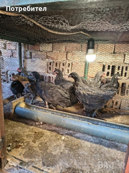 продавам пилета, снимка 1